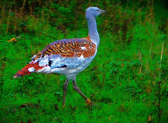 A great bustard (very large game bird, with a tortoiseshell lack back, red and black tail feathers and a long grey neck, topped with small grey head and stout beak). This is a handy reminder that birds are actually feathered dinosaurs.