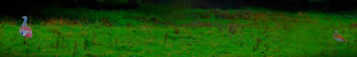 A male and a female Great Bustard in a single frame.