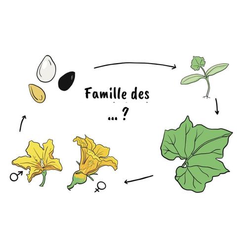 Dessins de graines, feuilles, fleurs, de légumes