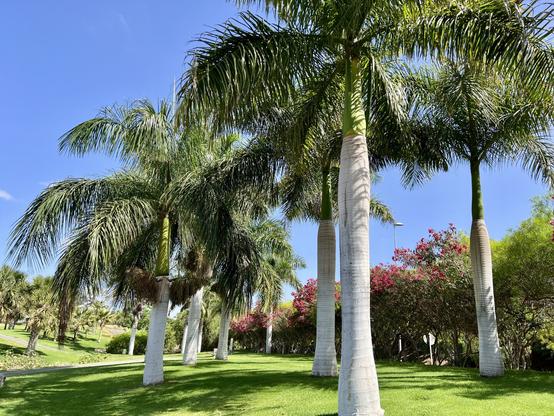 It looks like it's going to be one of those intense weeks in all fronts, both at work & personal life, never mind the crazy world we inhabit, so I thought I'd share a moment of peace and quiet, from my favourite park in town, i.e. Parque de la Paz (Peace Park) showing a bunch of Royal Cuban Palm trees with a mix of red oleanders on the right side of the capture in the midst of a gorgeous blue sky. Have a great week everyone! Let's make the most out of it while we can! 🤘🏻😎