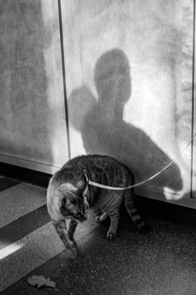 A shadow of a man is cast on the wall of a coffee shop, while a cat turns in front of it.