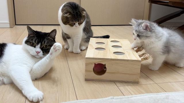 深夜に子猫達の様子をのぞいてみたら家族会議をしていてこうなりました…w