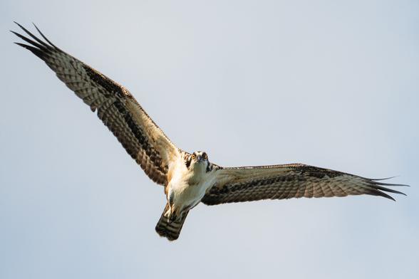 A photograph of an osprey soaring from almost directly beneath. The osprey’s wings are fully extended, displaying the brown and white barring on the primary and secondary feathers. The afternoon sunlight is Illuminating one side of the bird’s body and patches on its wings. Its head is cocked slightly to the side and its large yellow eyes stare sharply down at the camera. The sky in the background is a hazy unsaturated blue.
