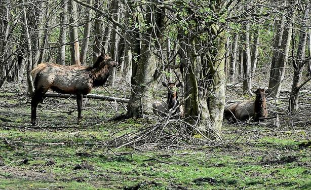 Elk herd while out hiking - taken near Enumclaw, WA, Mt. Peak area. #enumclaw #washington #elk #nature #photography #photo #naturephotography #wildlife #critters