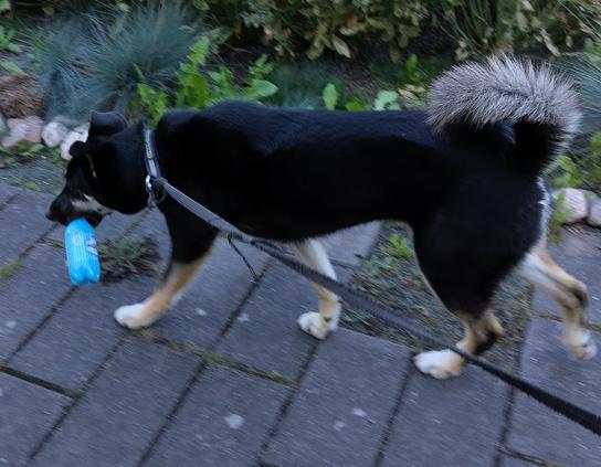 Koira kulkee laatoituksella suussaan (tyhjä) muovinen lonkeropullo.