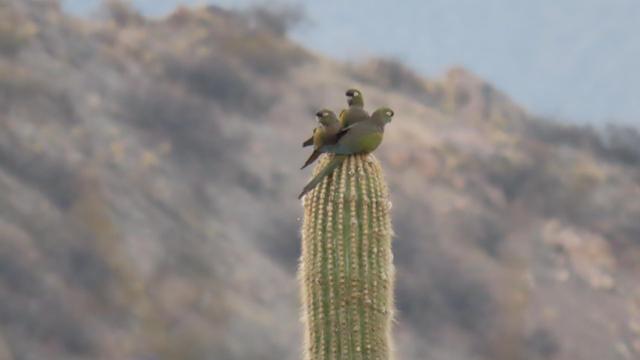 Drei Loros auf einem Kaktus