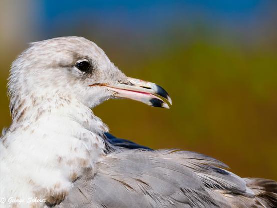 Close up of the head, neck, and upper back of a Juvenile pacific seagull. The bird has a scattering of brown feathers mixed in with mostly white feathers. It is looking to the right over its shoulder, after being (inadvertently) disturbed by an obnoxious photographer. The background is out of focus green, tan, and blue.