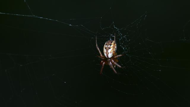 A photo of a tuft-legged orbweaver in a web.