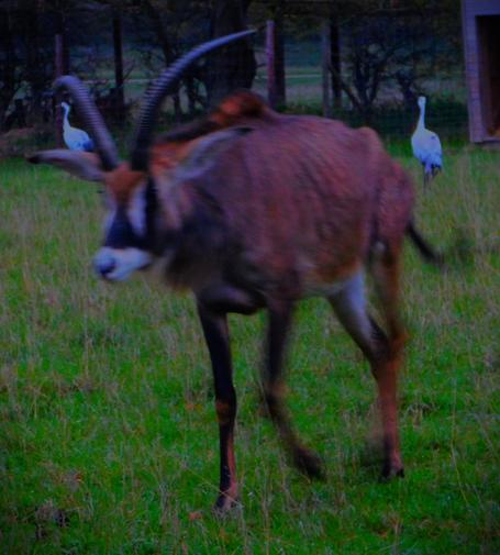 A roan antelope (long legs, reddish brown body - the name comes from its colouring - black and white face and two long curved horns). In the background either side of the beast are two Eurasian cranes - tall, mainly white birds with black and red head colouring.