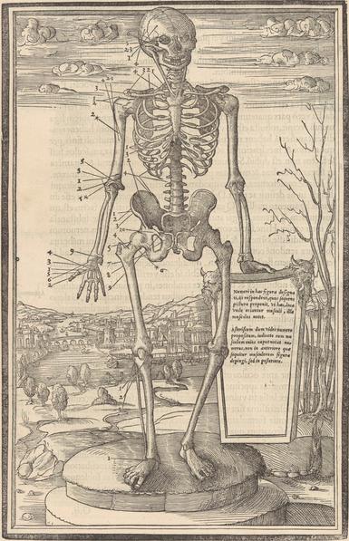 Anatomical drawing of a skeleton