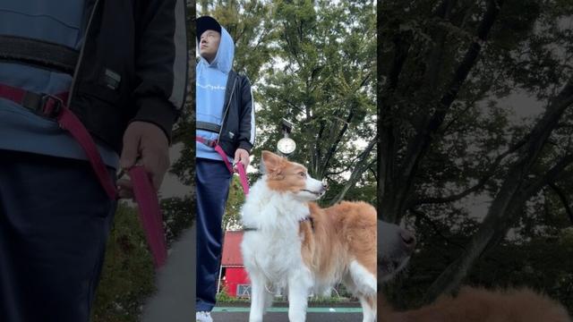 ボーダーコリーを飼う人へ、月曜日だらけたらその週の散歩だらけがち #わんだブログ #vlog #bordercollie #犬