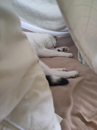 Lainey the mostly white calico sleeps in a sheet- based fort, her head half upside dow  and toooooess pointed to us