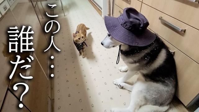 仮装した犬がいたら子猫は気づくのか？