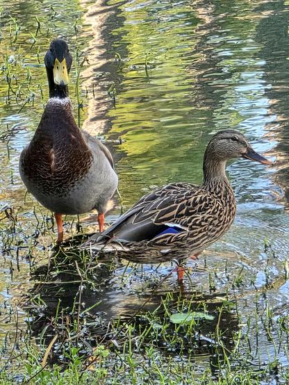 The image features two Mallard ducks wading in a body of water. The duck on the left is a male, standing upright with it's distinctive chestnut breast, grey flanks, and a glossy green head with a yellow bill. The duck on the right is a female, with predominantly mottled brown plumage. Both ducks have orange-colored feet and stand in shallow water amidst aquatic vegetation. The water reflects the surrounding green trees and foliage which creates a blurred pattern of light and dark greens across the water's surface. The overall ambience of the scene is natural.
