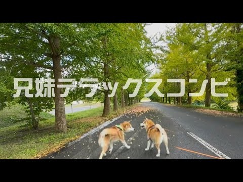 元祖デラックスコンビの柴犬兄妹コンビが仲良すぎて癒されました
