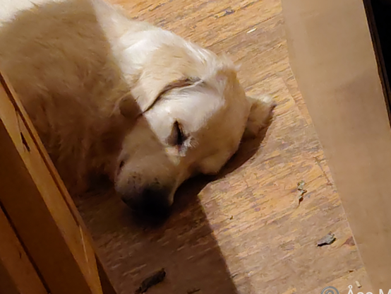 Sovande Golden retrievertonåring.