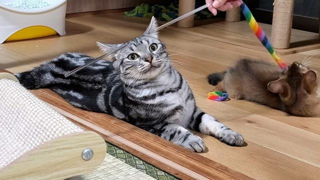 アメショーの兄が…弟ソマリに対して天井知らずの優しさを見せるのには理由があった。