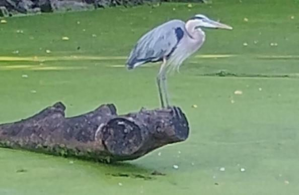 great white egrit perched on log in swamp water