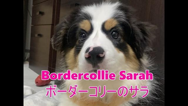 【2025.10.11 初めての散歩配信】ボーダーコリーのサラ Live配信【ふつおじ】Bordercollie Sarah