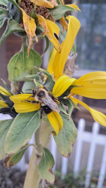 bee on the blossom of a sunflower...