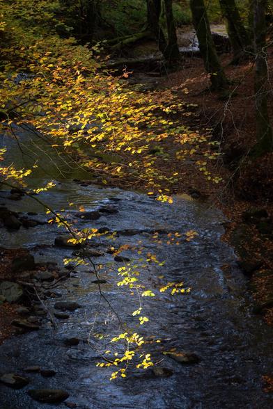 Golden beech leaves, bright in the sun against the otherwise darker background of a river below.