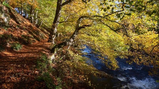 A golden autumn tree leaning over a riverside.