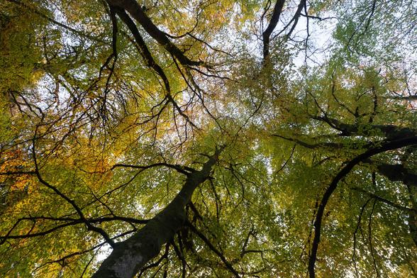 Looking up in a beech woodland, the leaves a range of green through gold and into orange, in the autumn sun high above