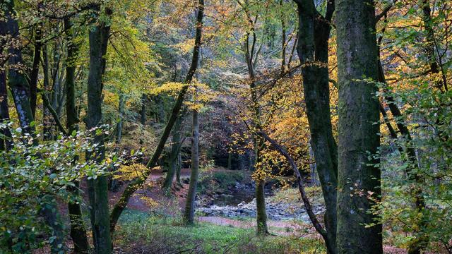 Peering into a beech forest in the autumn. The colours are just lovely.