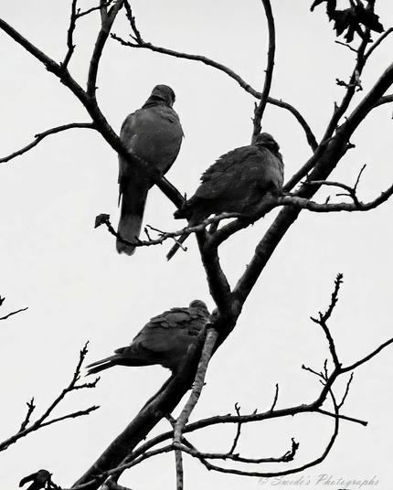 "Three birds—likely Eurasian collared doves—perch solemnly on the bare, skeletal branches of a leafless tree. The photograph is rendered in black and white, stripping away color to reveal the stark drama of form, shadow, and silence. Each dove is positioned at a different height and angle, as if marking separate stations in a quiet vigil. Their bodies are slightly hunched, feathers puffed against the chill, suggesting a shared anticipation—perhaps of an approaching storm, or the weight of seasonal change.

The tree itself is a lattice of thin, reaching limbs, mostly stripped of leaves, with only a few clinging remnants. These branches stretch upward and outward like open arms or antennae, scanning the sky for signs. The background is a pale, overcast sky—blank and luminous—casting the birds and branches into sharp silhouette. There’s no visible horizon, no ground, no distraction. Just the geometry of survival and stillness.

The birds do not face each other. Each seems to be looking outward, as if guarding a different quadrant of the sky. Their postures evoke quiet endurance, a kind of feathered stoicism. The absence of color heightens the emotional resonance: this is not a cheerful scene, but a contemplative one. It feels like a moment suspended in time—between weather systems, between migrations, between thresholds.

The watermark in the bottom right corner reads “Swede’s Photographs” anchoring the image in authorship but not intruding on its solemnity." - Microsoft Copilot