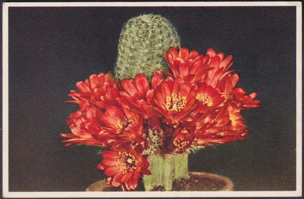 Printed colour postcard showing a view of a flowering Lobivia famatensis cactus.

Published by J. Burrow & Co Ltd, London, printed by Stehli Frères, Zürich, No 223, c.1940.

Postally unused.

Very good condition, with very slight corner bumps.