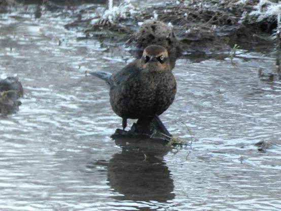 A bird stares at the camera while wading in shallow water. Dark brown crowned head, then lighter brown, except for a black eyeband. Spotted grey and black below with a blue-ish tail.