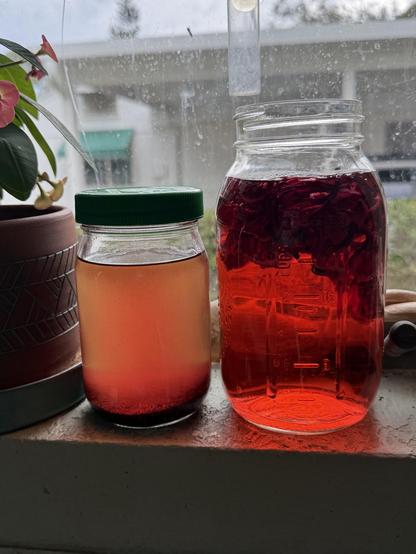 Two glass jars sitting on a window sill. The smaller one on the left is filled with coconut oil that has a pink tint to it due to the ground roselle calyx powder mixed in, currently sitting at the bottom. The gar has a green lid (leftover mayonnaise jar). The larger jar on the left is filled with water that has become a deep red color, with roselle calyxes floating on the top. 

A plant with pink flowers in a terracotta pot is close by. Another house, white with a green awning, can be seen through the window in the background.