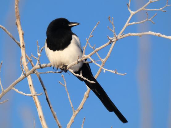 A bird perched on a frosty tree looks to the right. It is black and white: head and tail black, midsection downy white.