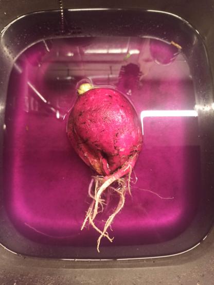 Der rote Radi beim Saubermachen in der Spüle, das Wasser hat einen magentafarbenen Ton.