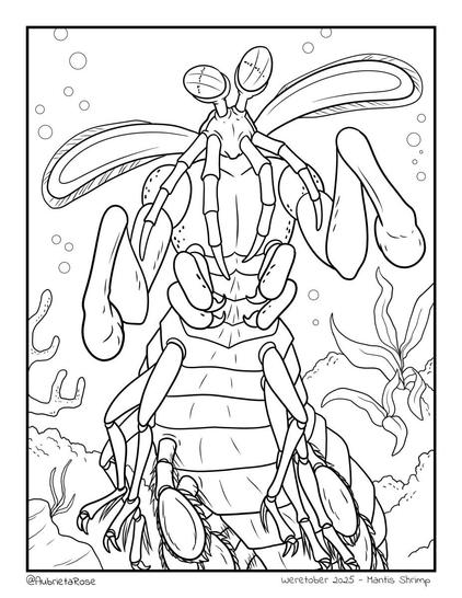 A line art drawing of an anthro peacock mantis shrimp rearing up and brandishing their clubs at the viewer.