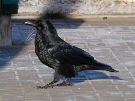 An enormous all black bird hops around on the ground. It has a large black beak and you can see its eye reflecting sunlight, which is also black.