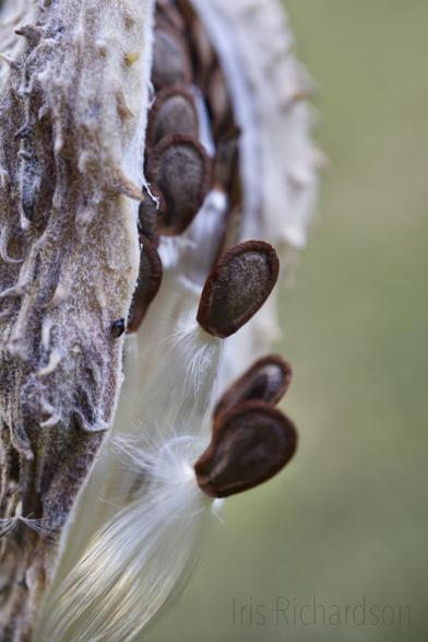 Milkweed pod spilling out seeds macro photograph