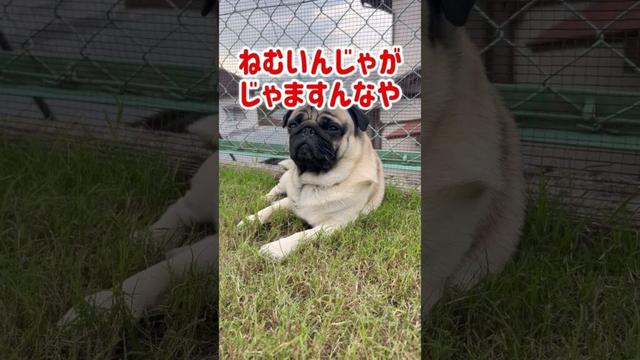【リラックス】パグ次郎くん慣れるのが早すぎて　#pug #パグ #散歩 #ドッグラン #リフォーム