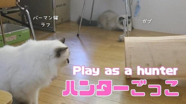 バーマン猫ガブとラフ【ハンターごっこ】Play as a hunter（バーマン猫）Birman/Cat