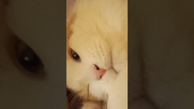 今日のセテさん #メインクーン #猫 #猫のいる暮らし #shorts #cat #mainecoon #catlover​  #catshorts​ #cute​ #cutecat​ #fyp​