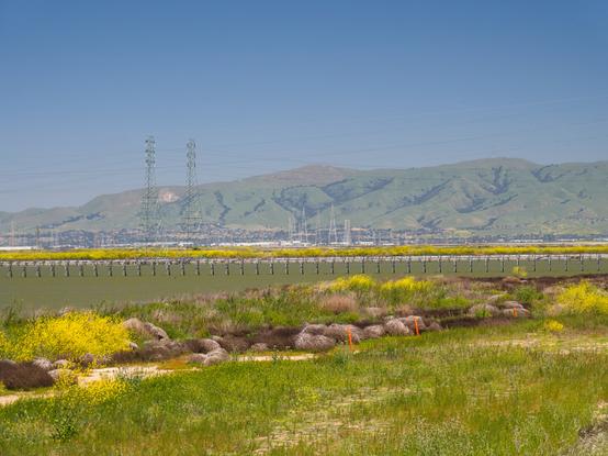 A muddy bay with a low bridge is flanked by earthy flats covered in yellow mustard flowers. In the distance are power lines and hazy green hills that only have trees in the valleys.