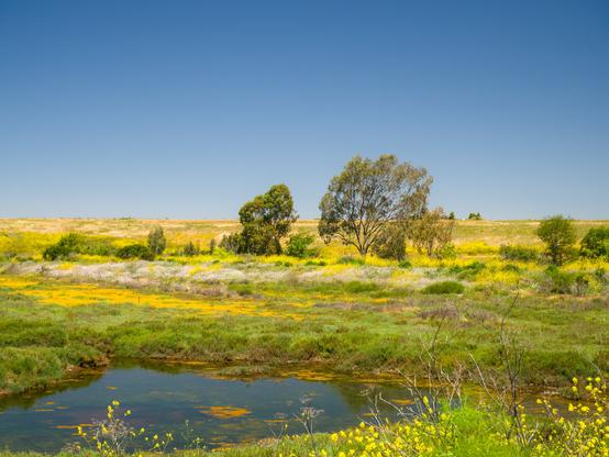 Two trees pop up in a golden field of mustard flowers, behind a little pond