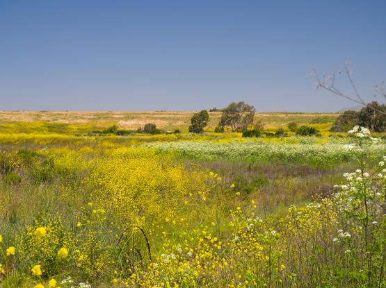 A few trees pop up from a golden field of mustard flowers