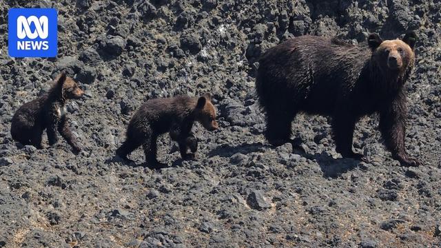 Japan asks army to cull bears after spike in attacks on humans