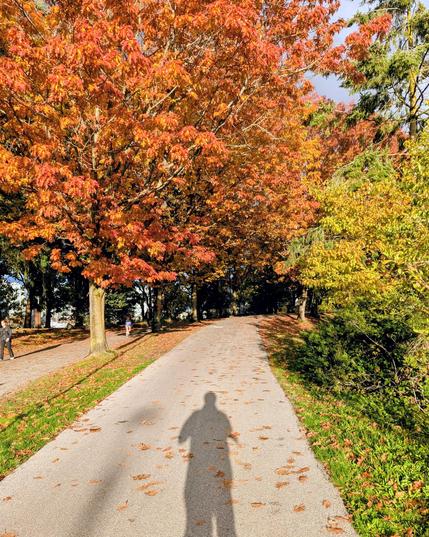 Photo from someone riding a bike. Their shadow falls on the bike path ahead of them. A walking path is barely visible on in the right, and the bike path recedes into the distance curling off to the right slightly. The boulevard between the paths is lined with mature trees with brilliant orange and yellow leaves. The trees on the right of the path are still green.