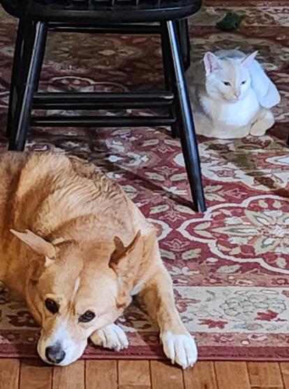 Harley, the tan coloured dog, and Casper, the all white cat, are lying close together under the dining room table.