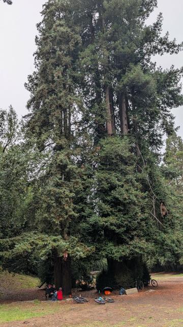 A cluster of redwood trees with some humans underneath