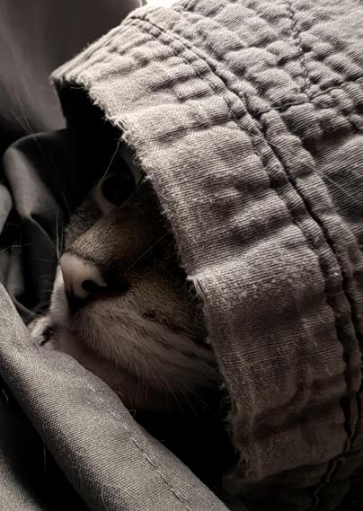 Tony the lynx point siamese wrapped in my comforter