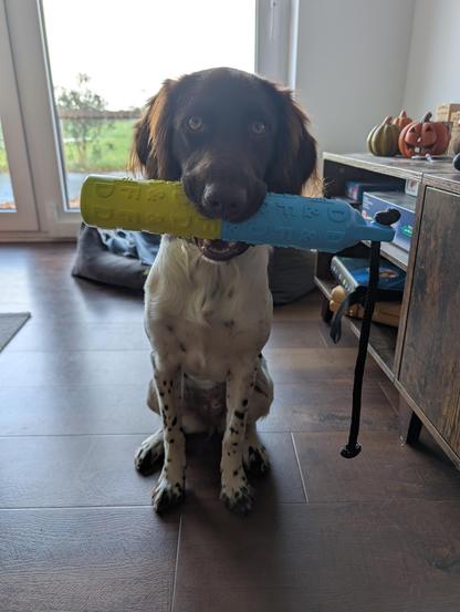 Auf dem Bild sieht man einen braun-weißen Hund, der in einer Wohnung sitzt. Der Hund hält ein längliches Spielzeug aus Gummi im Maul. Das Spielzeug ist zweifarbig – eine Hälfte ist blau, die andere gelb – und hat ein schwarzes Band an einem Ende. Der Hund schaut direkt in die Kamera und wirkt aufmerksam und freundlich.
Im Hintergrund erkennt man große Fenster, durch die man eine grüne Wiese und Bäume sehen kann. Rechts neben dem Hund steht ein Holzmöbelstück, auf dem einige Gegenstände liegen, darunter kleine Kürbisse und ein Halloween-Kürbis mit geschnitztem Gesicht. Auf dem Boden liegt ein Hundebett. Das Licht im Raum ist natürlich und kommt von draußen herein, wodurch das Bild eine warme und gemütliche Atmosphäre bekommt.