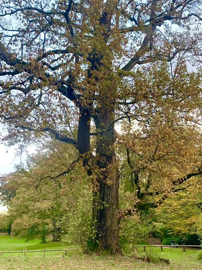 Eine Stieleiche gestern im Park, die ca 250 Jahre alt ist. Das Laub ist gelb-braun.